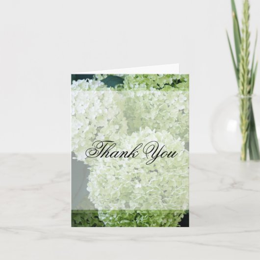 アナベルハイドランジア 感謝 (正面)