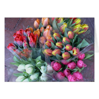 アナポリスチューリップ