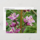アナラスカ島の多様花 ポストカード (正面/裏面)