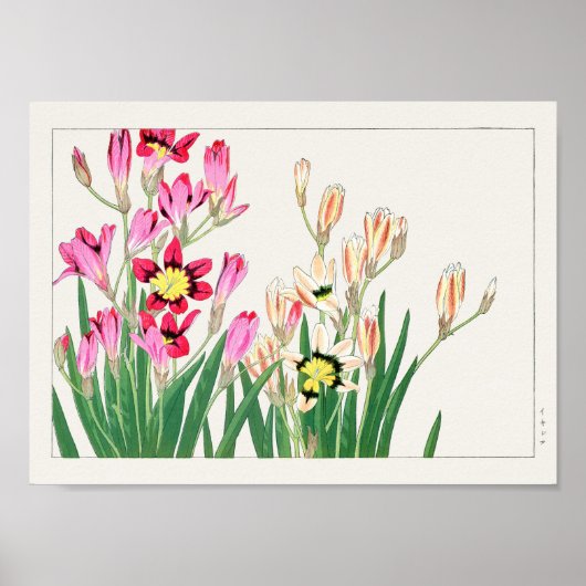 アニガミ湖南アフリカ産コーンリリー ポスター (正面)