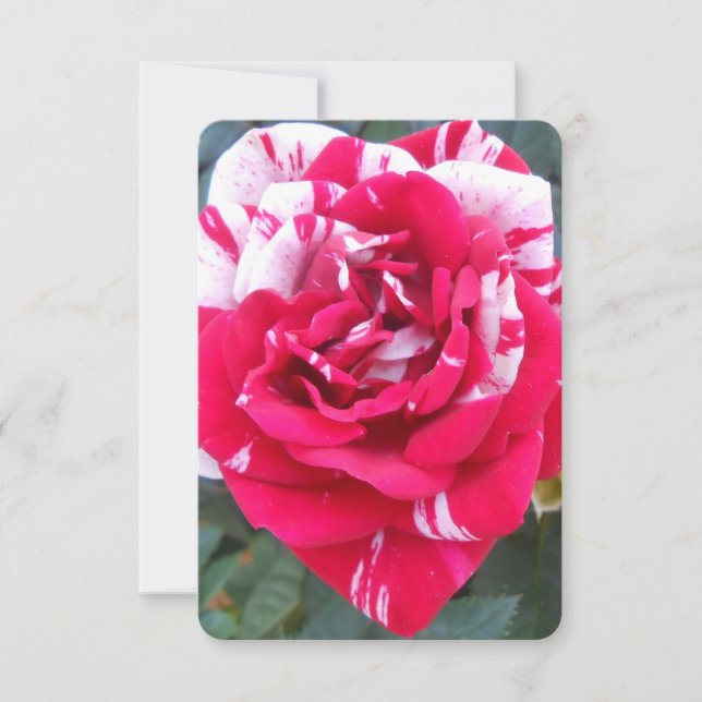 アニシア (正面)