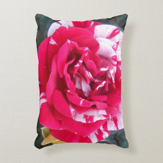 アニシア アクセントクッション (正面(垂直))