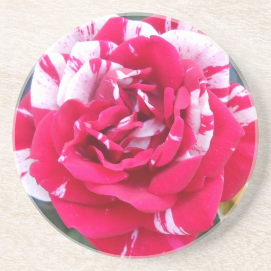 アニシア コースター (正面)