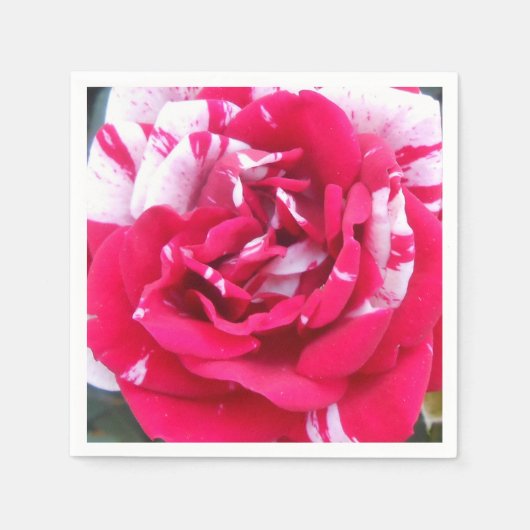 アニシア スタンダードカクテルナプキン (正面)