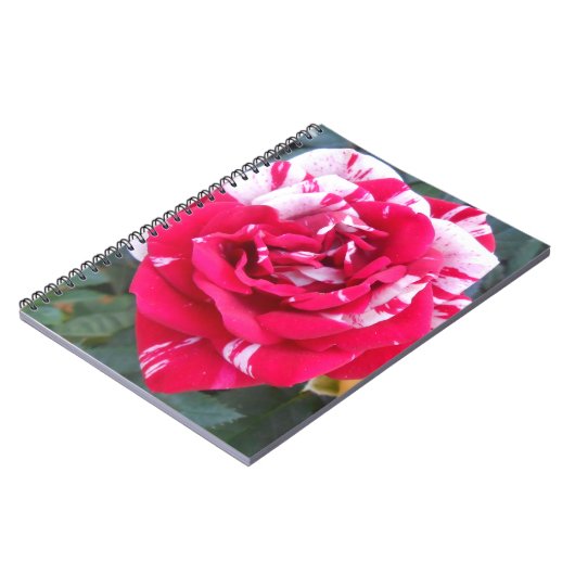 アニシア ノートブック (左側)