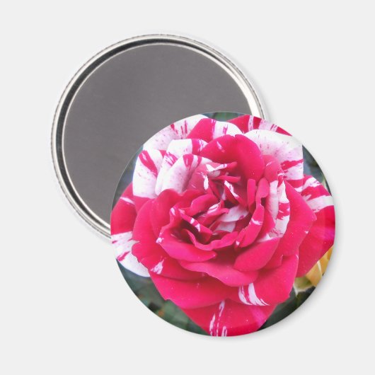 アニシア マグネット (正面/裏面)