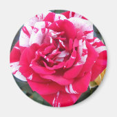 アニシア マグネット (正面)