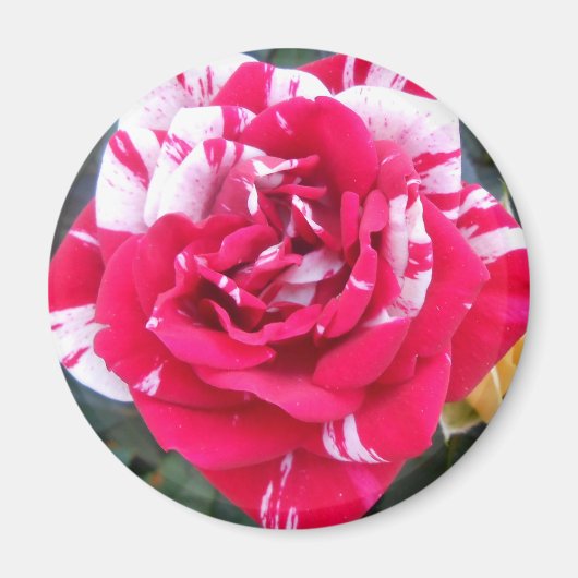 アニシア マグネット (正面)