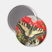 アニスアゲハチョウ磁石 マグネット (正面/裏面)