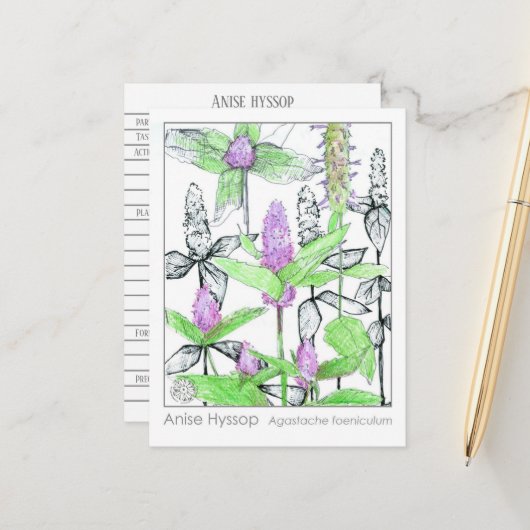 アニセヒソップマテリアメディカハーブ勉強カード ポストカード (正面/裏面インサイチュ)