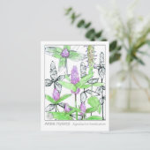 アニセヒソップマテリアメディカハーブ勉強カード ポストカード (スタンド正面)