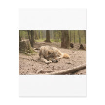 アニマルウルフピースラブワイルドカントリー自然