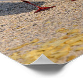 アニマルバードブラックヘッドビーチ ポスター (角)