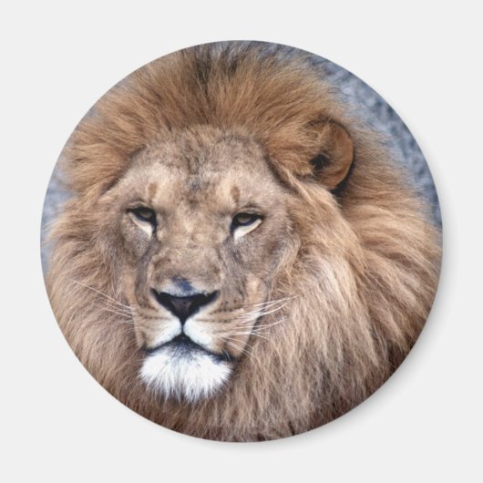 アニマルワイルド1 マグネット (正面)