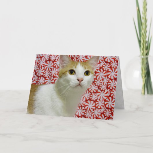 アニーのスウィートクリスマス（猫/子猫） シーズンカード (正面)