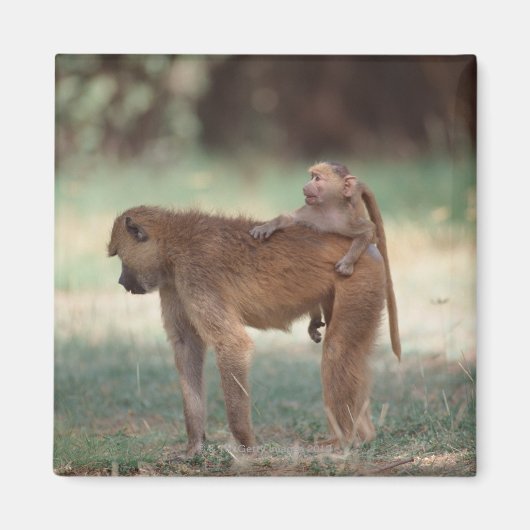 アヌビスバブーン マグネット (正面)