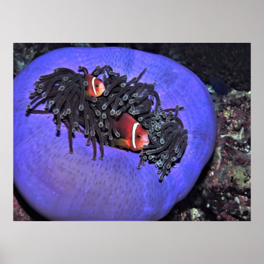 アネノームのアネノメフィッシュ ポスター (正面)