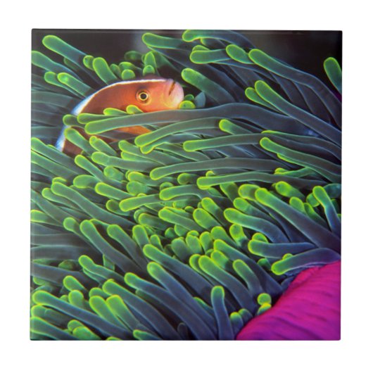 アネモネに隠れる魚，モザンビーク2 タイル (正面)