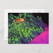 アネモネに隠れる魚,モザンビーク2 ポストカード (正面/裏面)