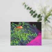 アネモネに隠れる魚,モザンビーク2 ポストカード (スタンド正面)