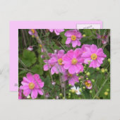 アネモネのはがき ポストカード (正面/裏面)