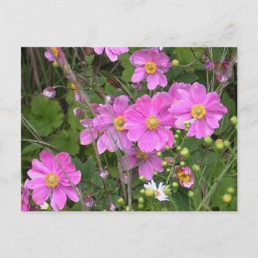 アネモネのはがき ポストカード (正面)