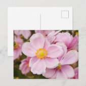 アネモネの日本の花 ポストカード (正面/裏面)