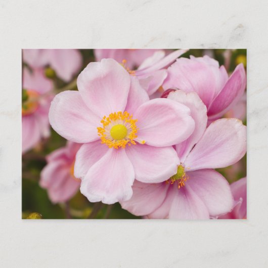 アネモネの日本の花 ポストカード (正面)