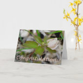 アネモネの花の蕾 お祝いカード カード (黄色い花)