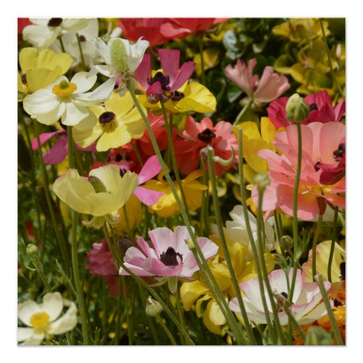 アネモネスの分野 ポスター (正面)