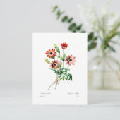 アネモネステラタ ポストカード (スタンド正面)