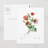 アネモネステラタ ポストカード (正面/裏面)