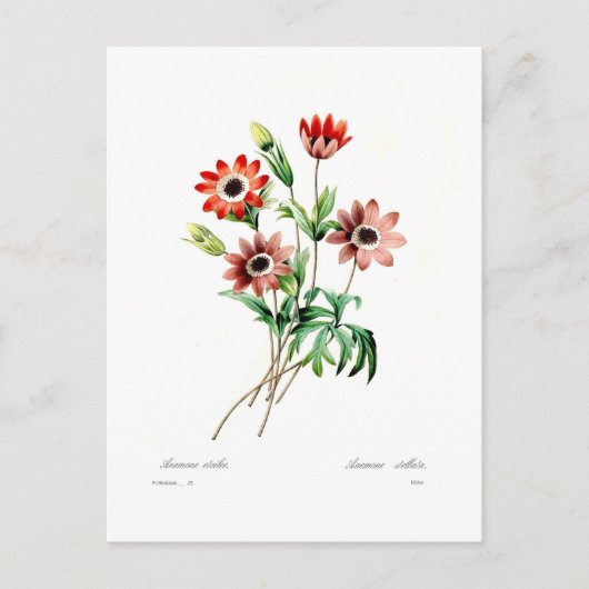 アネモネステラタ ポストカード (正面)