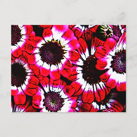 アネモネス ポストカード (正面)
