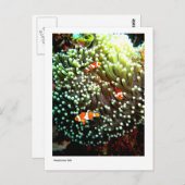 アネモネフィッシュはがき ポストカード (正面/裏面)