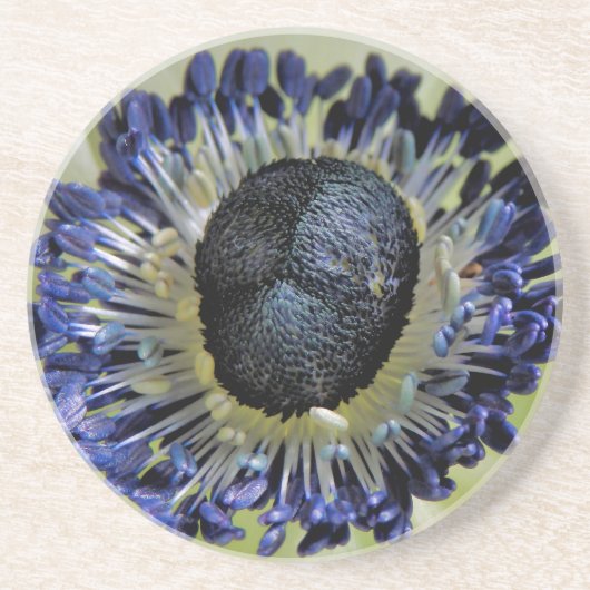 アネモネミストラルパンダ コースター (正面)