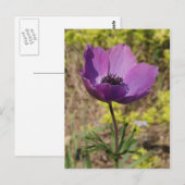 アネモネ紫色の花はがき ポストカード (正面/裏面)