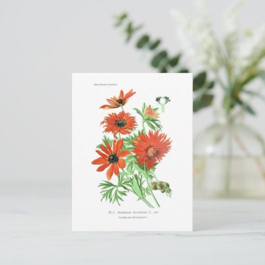 アネモネ角症 ポストカード (スタンド正面)