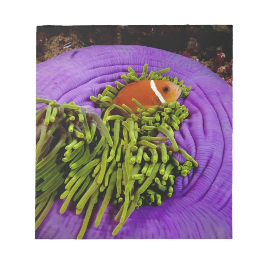 アネモネ風で大きなアネモネ ノートパッド (正面)