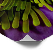 アネモネ風で大きなアネモネ ポスター (角)