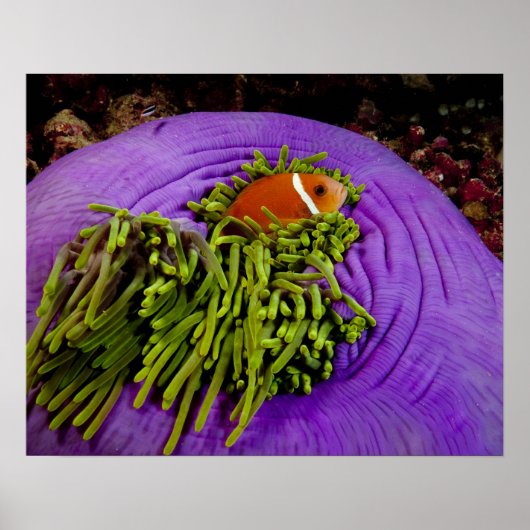 アネモネ風で大きなアネモネ ポスター (正面)