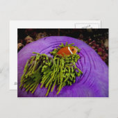 アネモネ風で大きなアネモネ ポストカード (正面/裏面)