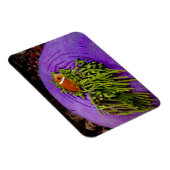 アネモネ風で大きなアネモネ マグネット (右側)