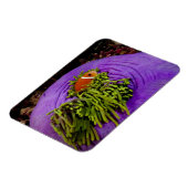 アネモネ風で大きなアネモネ マグネット (左側)