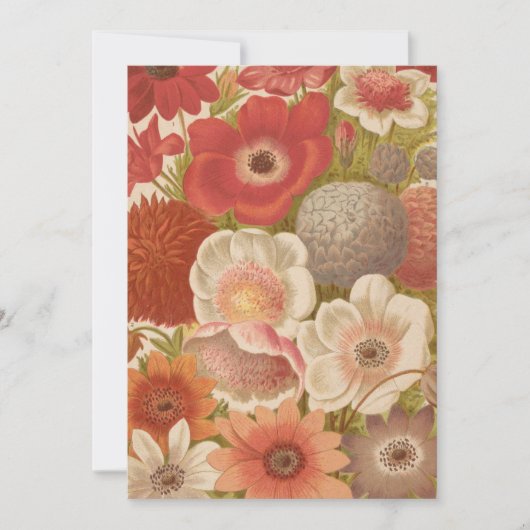 アネモネ | ジョージ・ニコルソン (正面)