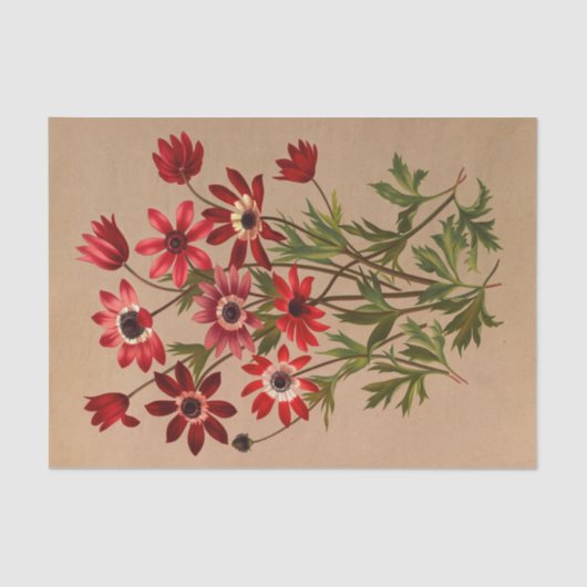 アネモネ・ステラタ・バール（アネモネ・ホルテンシス・バール） 薄葉紙 (正面)