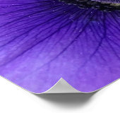 アネモネ ポスター (角)