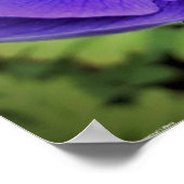 アネモネ ポスター (角)