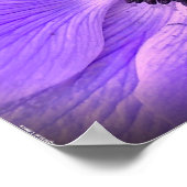 アネモネ ポスター (角)