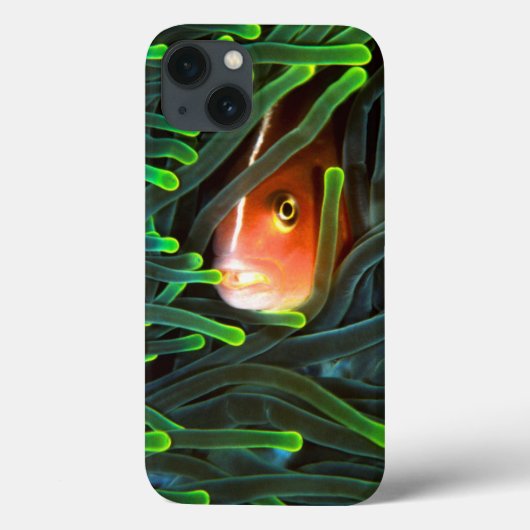 アネモネ、モザンビークに隠れているアネモネ魚 Case-Mate iPhoneケース (裏面)